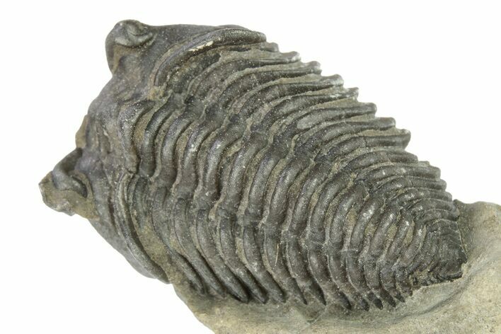 Lemureops Kilbeyi Trilobite - Fillmore Formation, Utah #277625